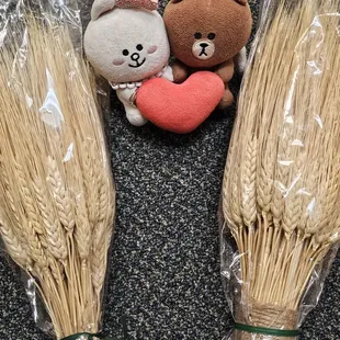 Closeup of the wheat (for Thanksgiving decorations)