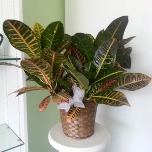 Croton. Love this plant.
