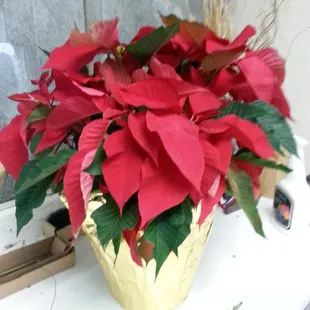 Christmas will be here soon. Top quality delivered poinsettias.