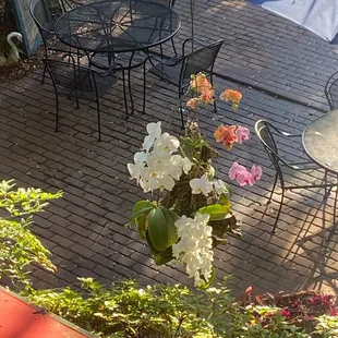 Another orchid of my dreams