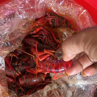 Crawfish