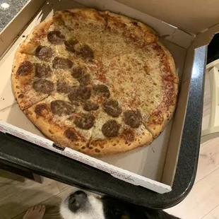 a dog looking up at a pizza