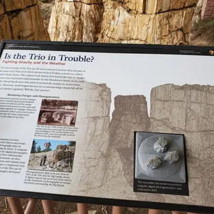 Info about the triplet petrified redwood