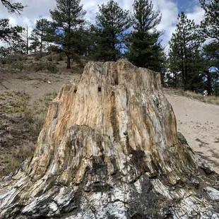 The largest uncovered petrified redwood.