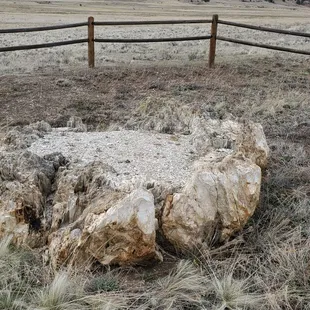 Petrified redwood stump