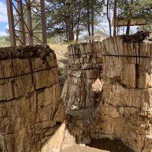 The infamous trio of petrified redwoods.