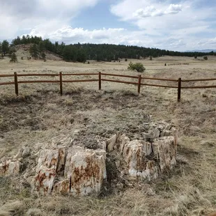 Petrified redwood stump