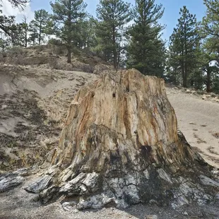 Petrified redwood stump