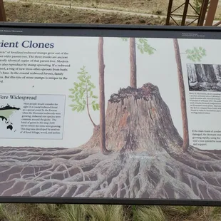 Info about redwood trees' ability to clone themselves
