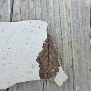 I found an extinct leaf!