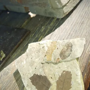 Some fossils we found!