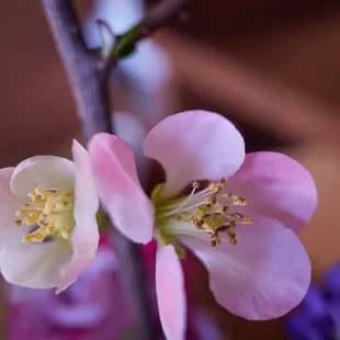 Seasonal flowers added to arrangements (quince - February)