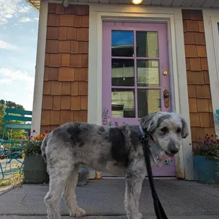 a dog tied to a leash outside a house