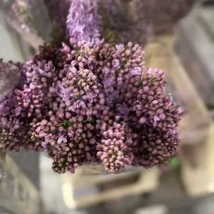 Dutch Lilac, direct from the farm.