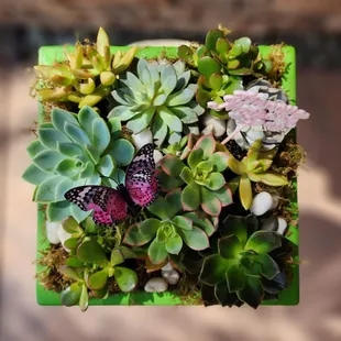 Succulent Garden