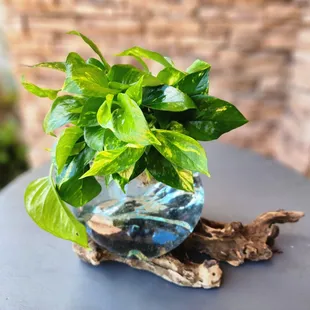 Pothos plant in a gorgeous hand blown vase on driftwood - Small