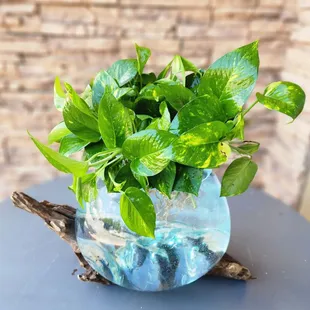 Pothos plant in a gorgeous hand blown vase on driftwood - Medium