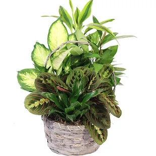 Make the most of any occasion with our beautiful Emerald Delight Dish Garden! Filled with a variety of plants to bring life into any home!