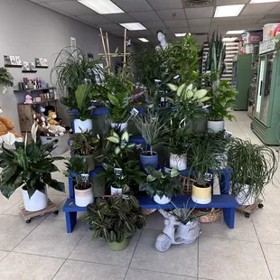 Flowerchild Florist offers a wide variety of plants that come planted in ceramic pots