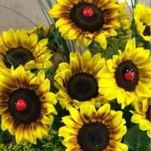 Lady bug Sunflowers.