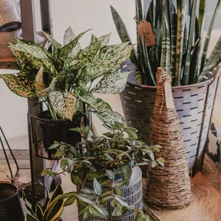 new plants arrive weekly...