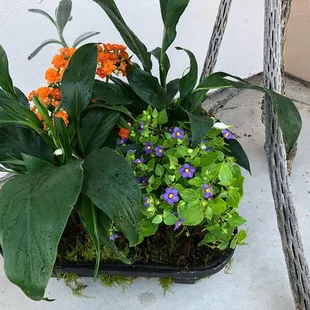 Dish Garden/ Plant Basket
