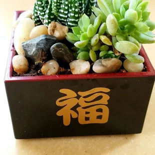 Small plant arrangement ($25.50).