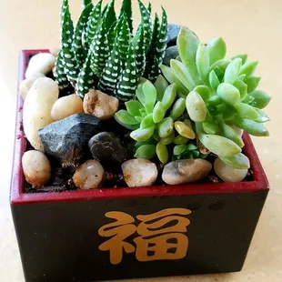 I got this plant for my friend..........pretty cool looking arrangement.