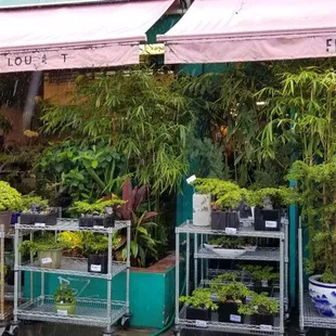 Love giving these for omiyage