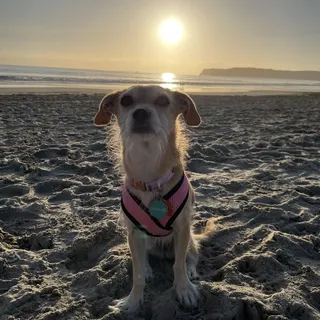 Shasta F.