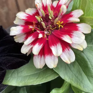 Flowers Farms