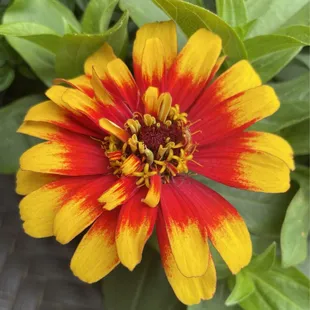 Almost like a starburst