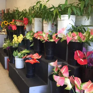 Anthuriums