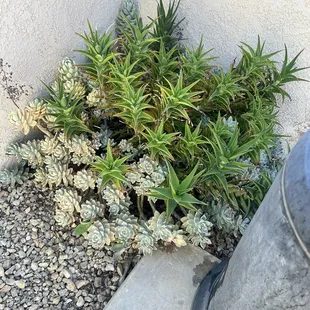 Growing of love: These are succulents 6 years later from my wedding that Robin designed flowers for.  Guests were able to take them home.