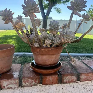 Over the years, I have visited multiple guests homes, and have seen these beautiful succulents still growing.