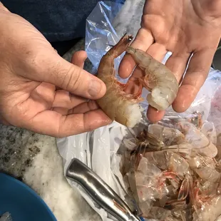two hands holding shrimp