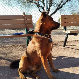 Mayor Coffee watches over his dog park. All little dogs love him..