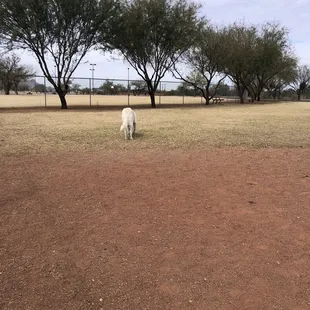 Large dog park