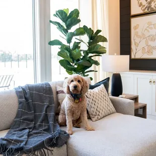 Bassett Furniture, Allure Sectional. Fluff Interior Design, Omaha, NE, Elkhorn, NE, Des Moines, IA, Sioux City, SD