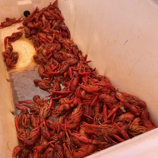 Crawfish