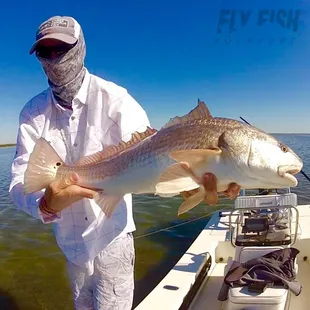Another nice redfish on the fly.