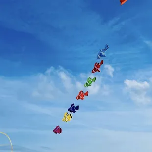 8ft clownfish line laundry and an 81 sled kite