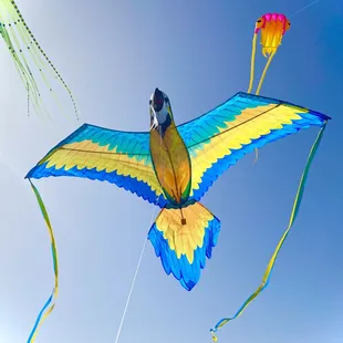 3D Parrot kite