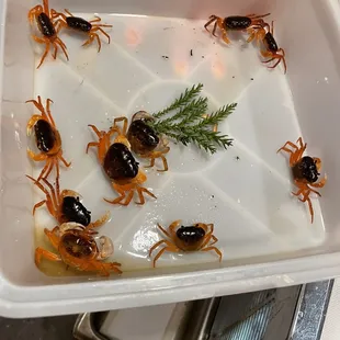 Special live crab from Japan before they were cooked