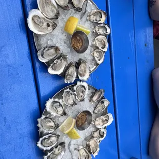 Oysters