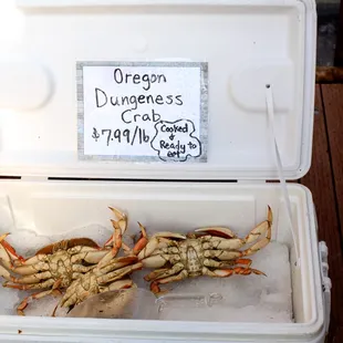 Dungeness Crab