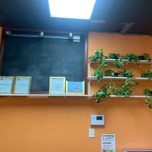 Money plants on the wall decoration