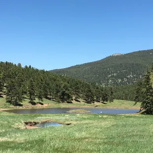 Pond for doggy swimming.