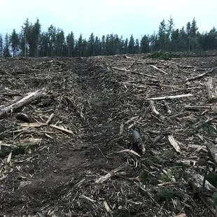 Clearcut in Sep 2020