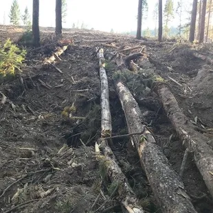 A drainage after the park was clearcut